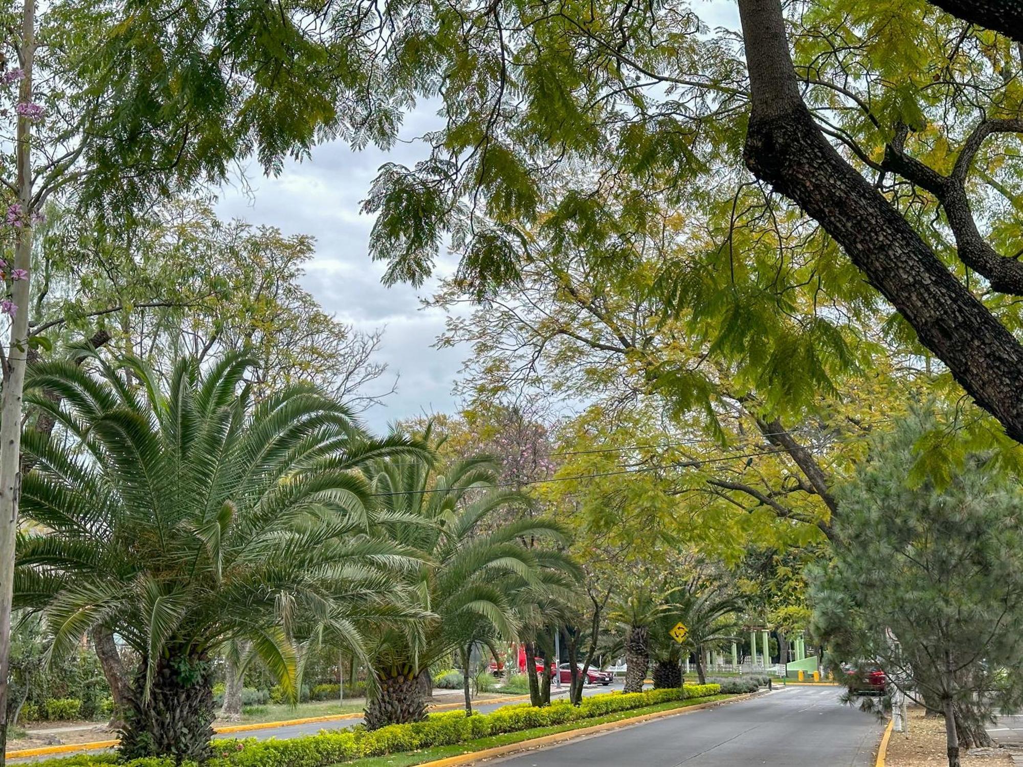 Centrico Estudio En Chapalita Tu Refugio Ideal 15 *