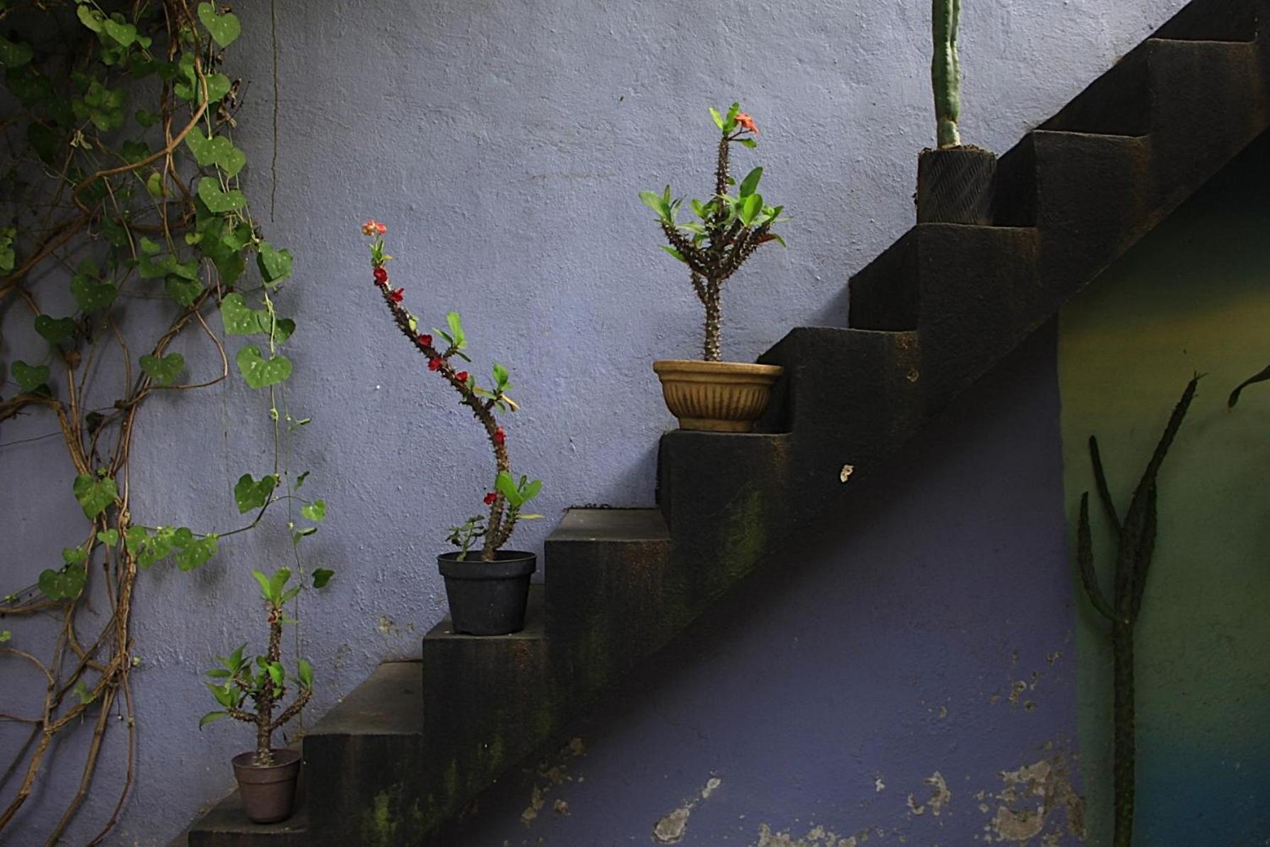 El Pinche Guest house *